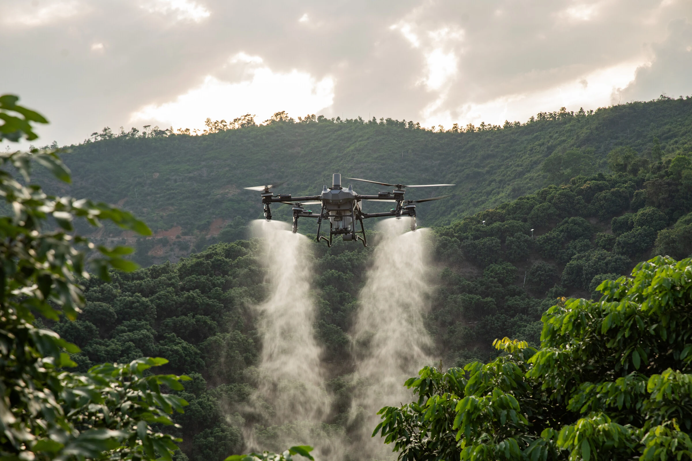 Dron DJI Agras aplicando tratamiento líquido sobre un cultivo