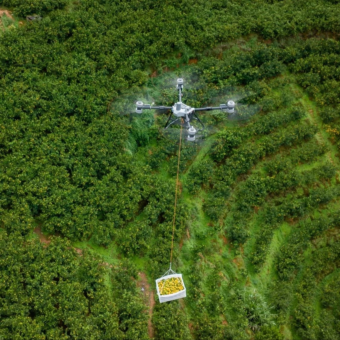 Dron DJI Agras transportando una caja de fruta recolectada sobre cítricos